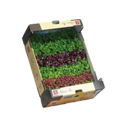Sakura saláta mix 1,5kg
