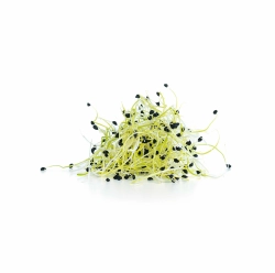 Póréhagyma csíra 50g