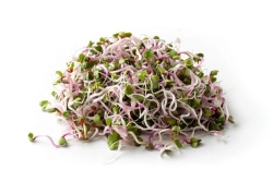 Retek csíra 50g