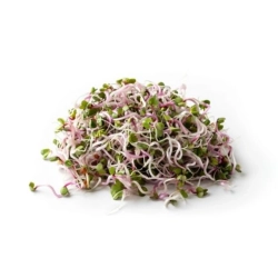 Retek csíra 50g