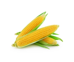 Csemege kukorica