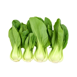Bébi pak choi