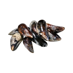 Feketekagyló BIO 1kg