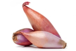 Salotta hagyma