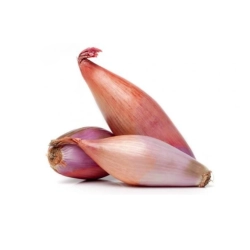 Salotta hagyma