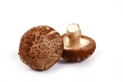 Shiitake gomba