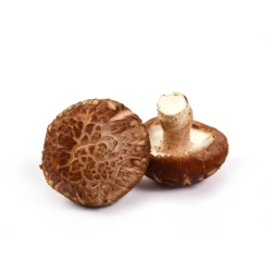 Shiitake gomba