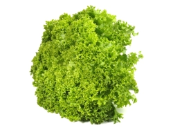 Lollo verde saláta