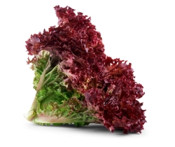 Lollo rosso saláta mosott