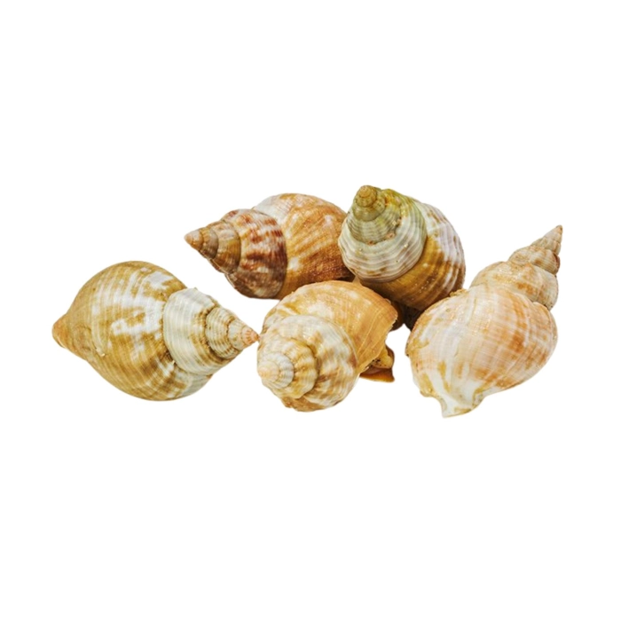 Főtt tengeri csiga 3kg